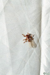 Hippoboscoidea