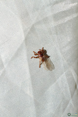 Hippoboscoidea