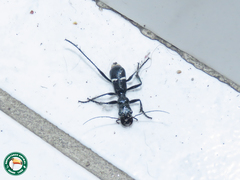 Ctenostoma