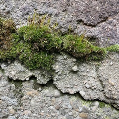 Tortula muralis muralis