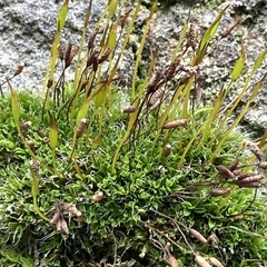 Tortula muralis muralis