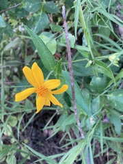 Aspilia mossambicensis