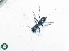 Ctenostoma