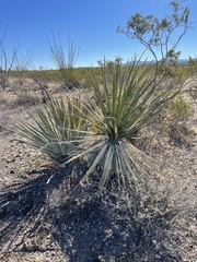 Yucca baccata brevifolia
