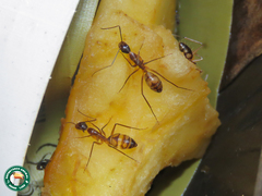 Camponotus substitutus