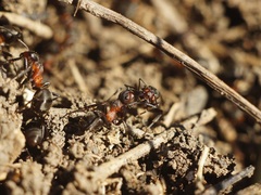 Formica pratensis