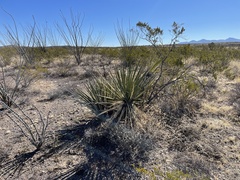 Yucca baccata brevifolia