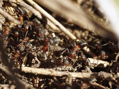 Formica pratensis