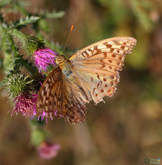 Argynnis pandora