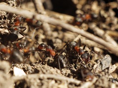 Formica pratensis