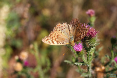 Argynnis pandora
