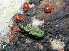 Hypselotropis