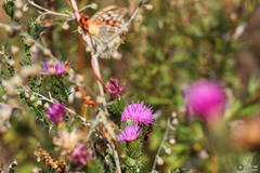Argynnis pandora