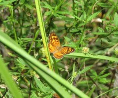Aricoris campestris