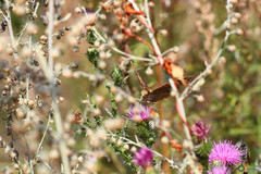 Argynnis pandora