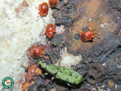 Hypselotropis