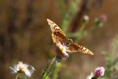Argynnis pandora