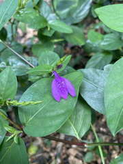 Justicia androsaemifolia