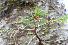 Abies nephrolepis