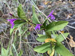 Justicia androsaemifolia
