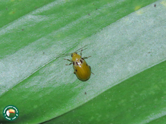 Exora obsoleta