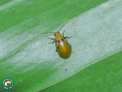 Exora obsoleta