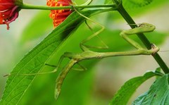 Stagmatoptera binotata