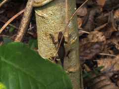 Anolis