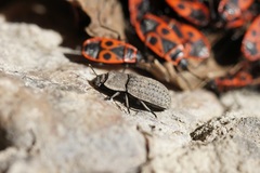 Pyrrhocoris apterus