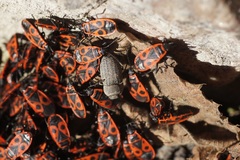 Pyrrhocoris apterus