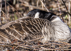Branta canadensis