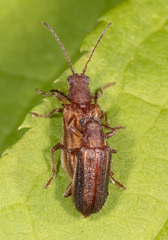 Syneta hamata