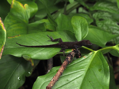 Anolis