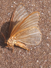 Heliconisa pagenstecheri