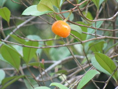Eugenia luschnathiana