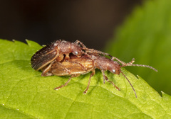 Syneta hamata