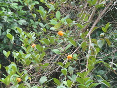 Eugenia luschnathiana