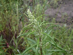 Artemisia longifolia