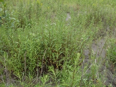 Artemisia longifolia