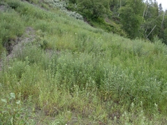 Artemisia longifolia