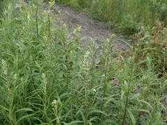 Artemisia longifolia