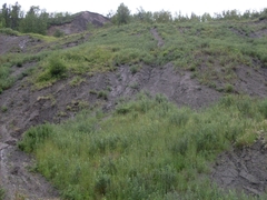 Artemisia longifolia