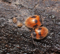 Stenotarsus commodus