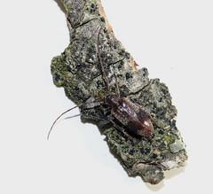 Exocentrus punctipennis