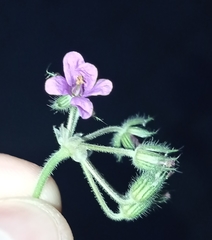 Erodium