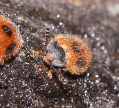 Stenotarsus commodus