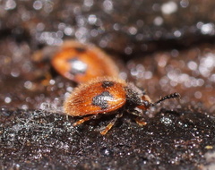 Stenotarsus commodus