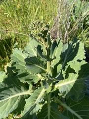 Brassica oleracea