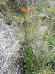 Siphocampylus foliosus