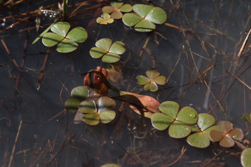 Hairy waterclover (Marsilea vestita)